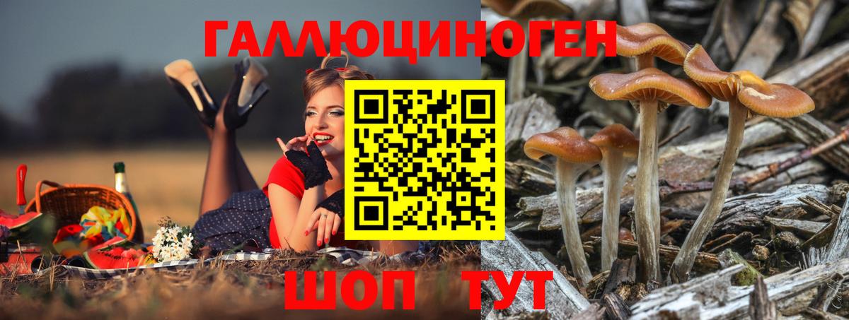 Псилоцибиновые грибы GOLDEN TEACHER  Вход с VPN  Избербаш 